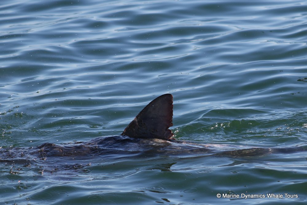 bronze whaler shark, whale watching, gansbaai, south africa,