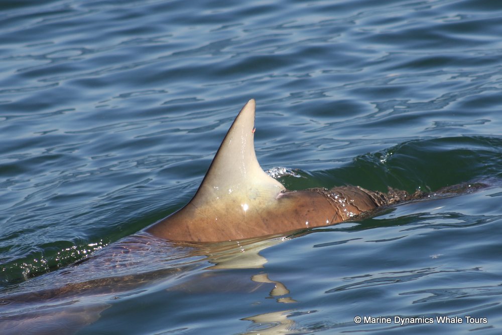bronze whaler shark, whale watching, gansbaai, south africa,