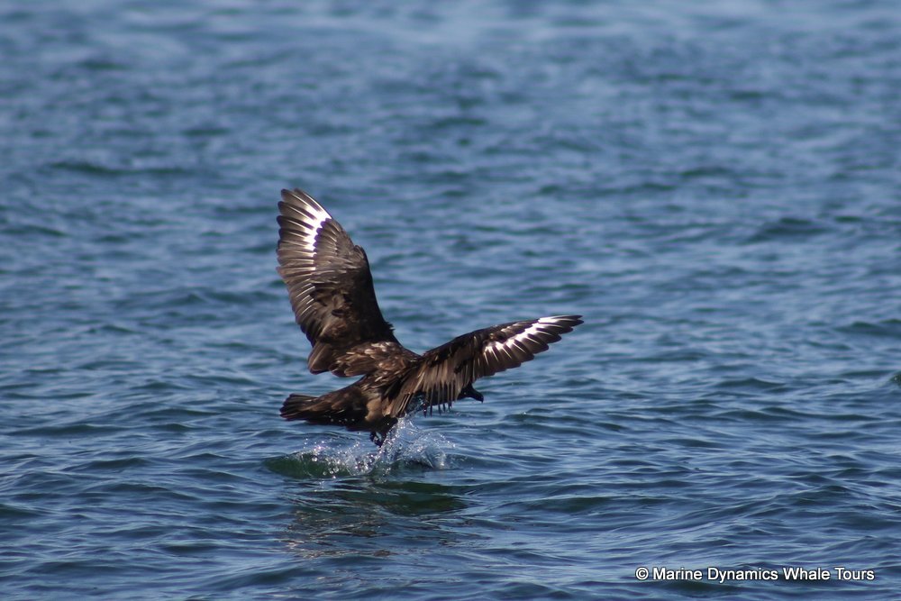 skua, whale watching, gansbaai, south africa