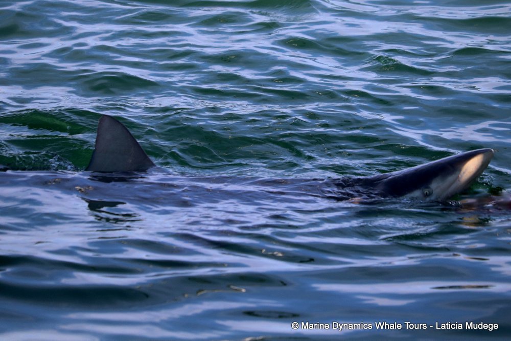 bronze whaler shark, whale watching, gansbaai, south africa,