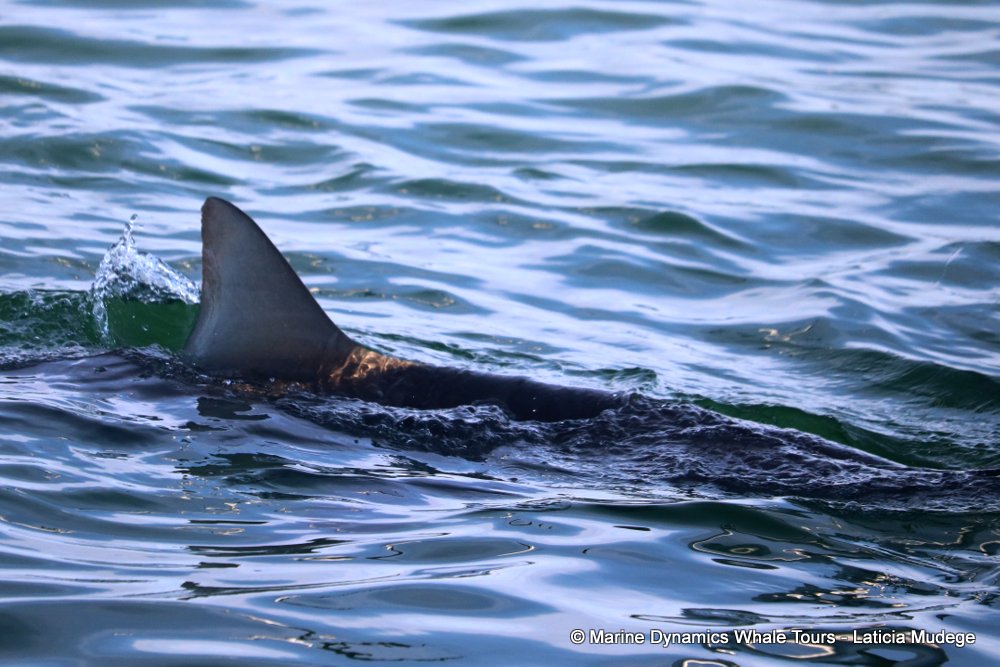 bronze whaler shark, whale watching, gansbaai, south africa,