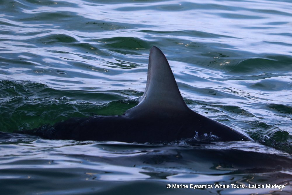 bronze whaler shark, whale watching, gansbaai, south africa,