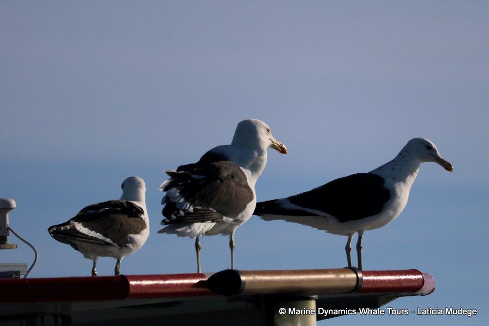 gull, whale watching, gansbaai, south africa,