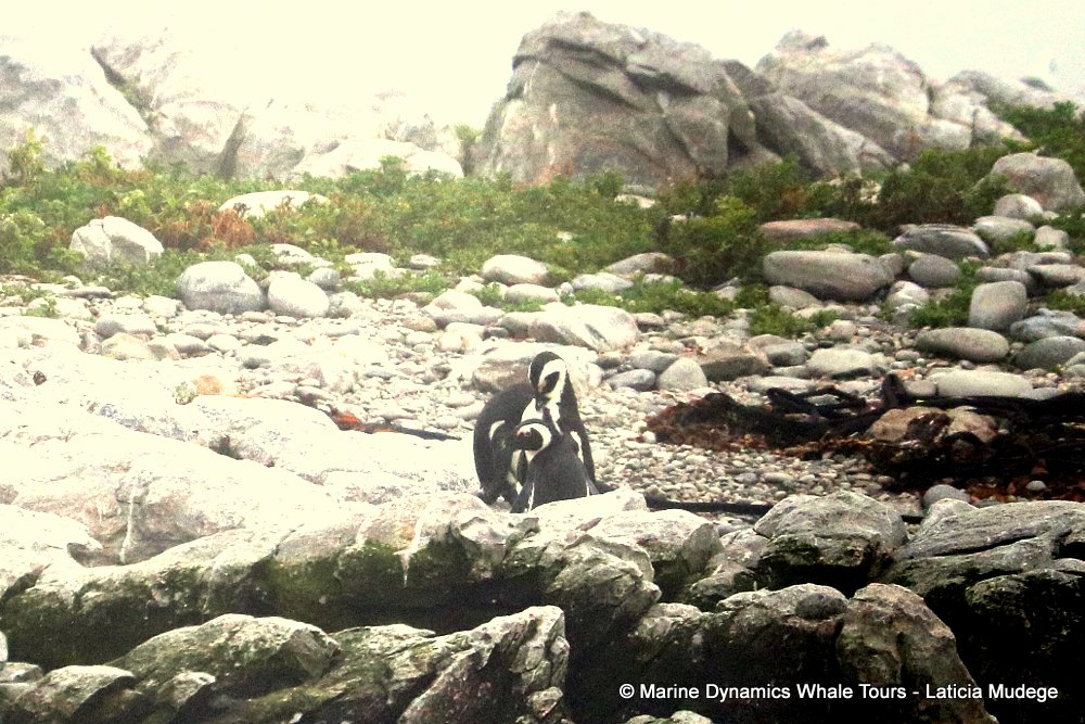 african penguin, whale watching, gansbaai, south africa