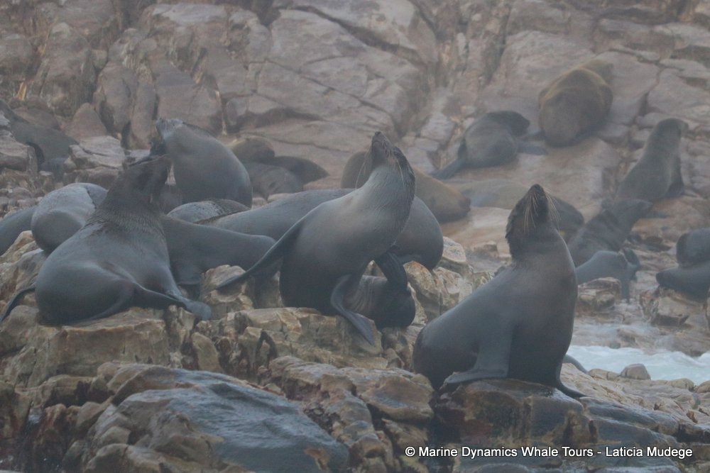 cape fur seal, whale watching, gansbaai, south africa