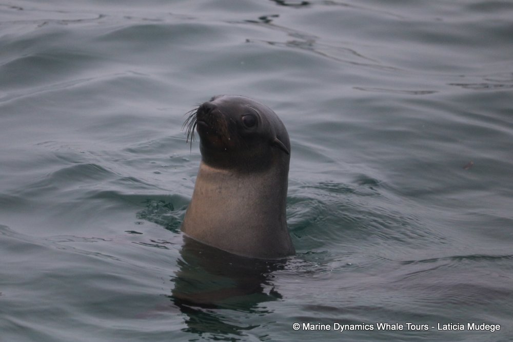 cape fur seal, whale watching, gansbaai, south africa