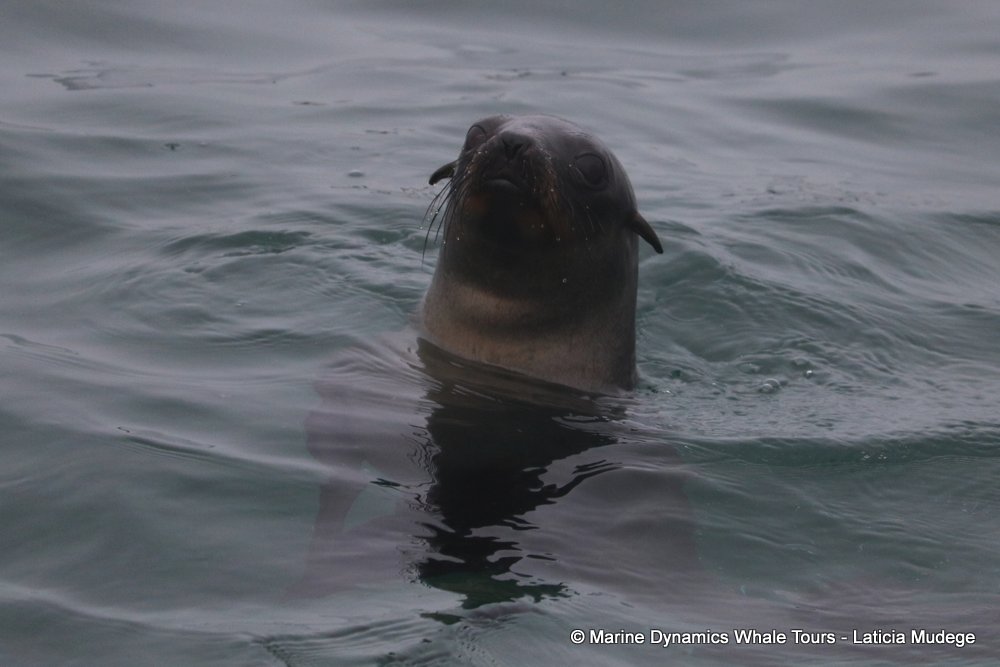 cape fur seal, whale watching, gansbaai, south africa