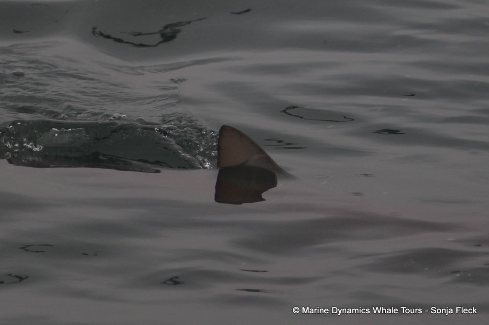 bronze whaler shark, whale watching, gansbaai, south africa,