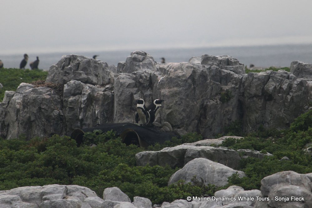 african penguin, whale watching, gansbaai, south africa