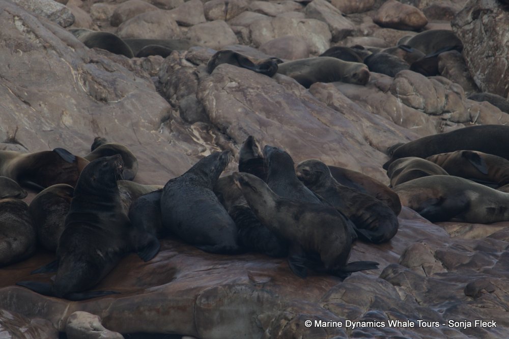 cape fur seal, whale watching, gansbaai, south africa