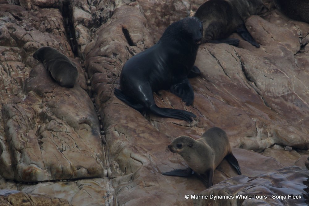 cape fur seal, whale watching, gansbaai, south africa