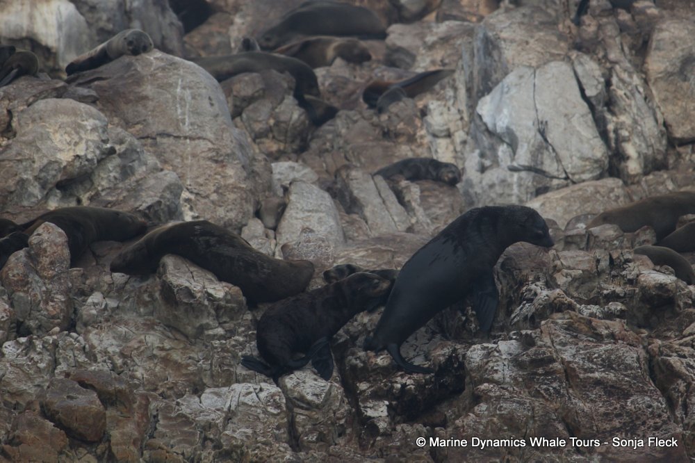 cape fur seal, whale watching, gansbaai, south africa