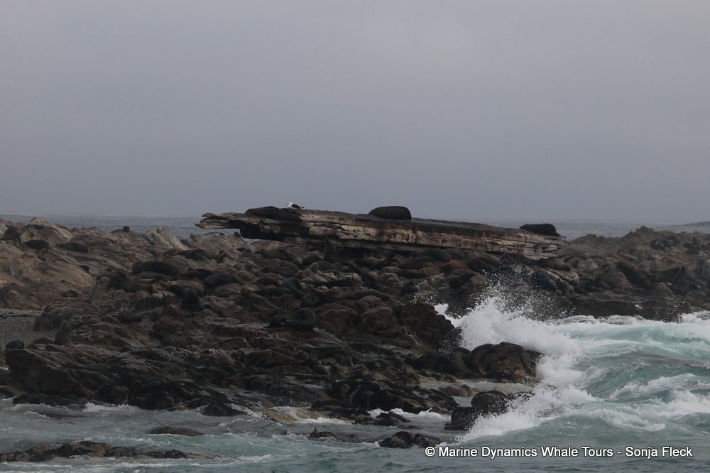 cape fur seal, whale watching, gansbaai, south africa