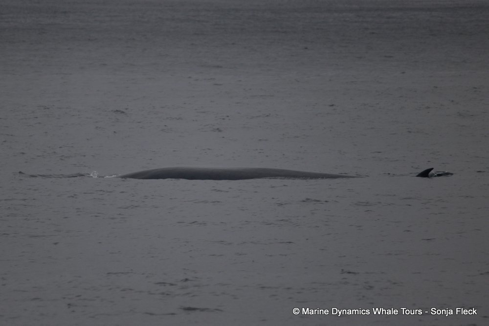 bryde's whale, whale watching, gansbaai, south africa,