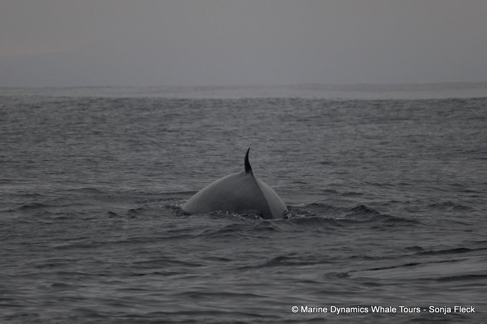 bryde's whale, whale watching, gansbaai, south africa,