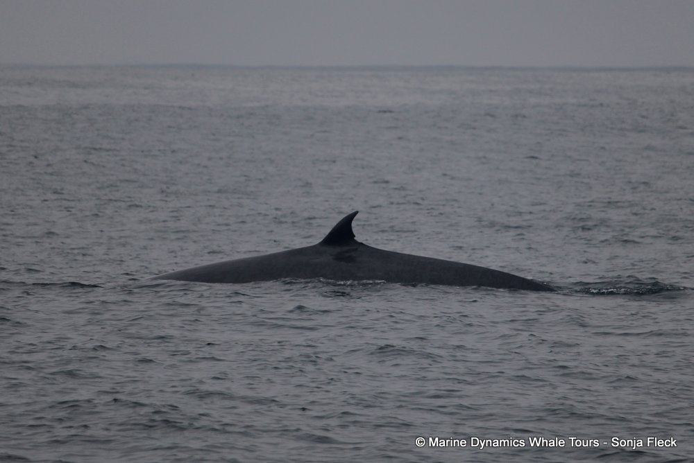 Marine Big 5 Daily Blog 10 June
