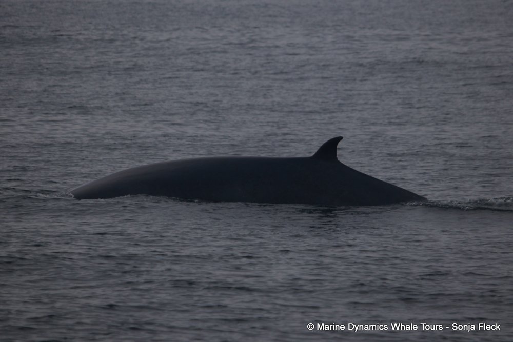 bryde's whale, whale watching, gansbaai, south africa,