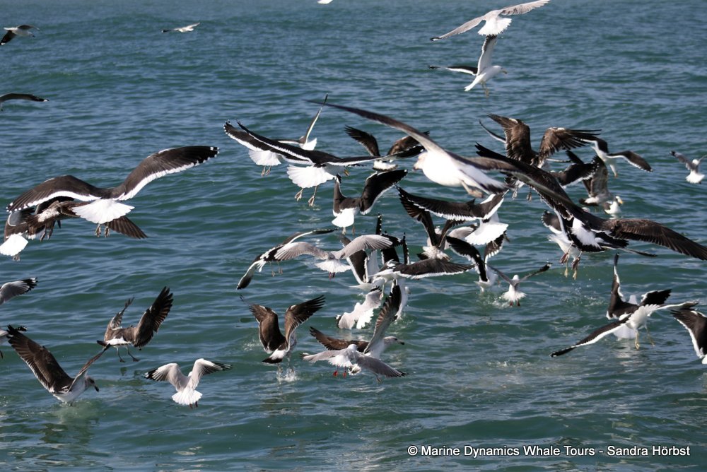 gull, whale watching, gansbaai, south africa,