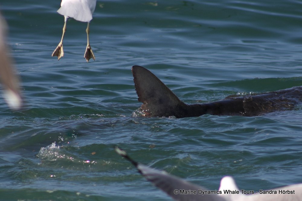 bronze whaler shark, whale watching, gansbaai, south africa,