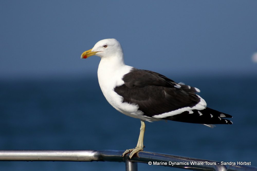 gull, whale watching, gansbaai, south africa,