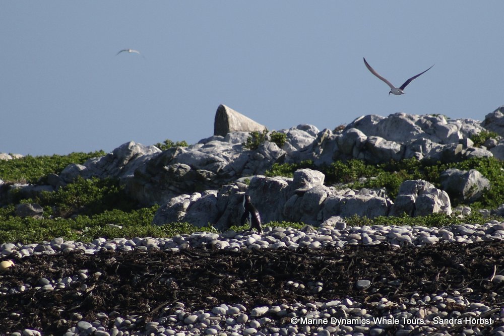 dyer island, whale watching, gansbaai, south africa,