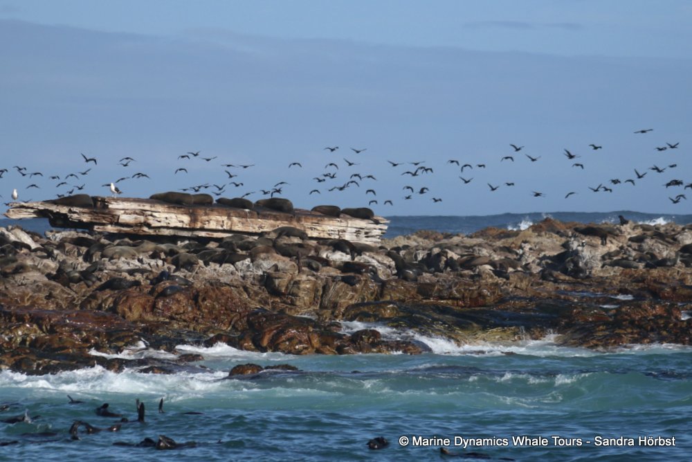 cape fur seal, whale watching, gansbaai, south africa