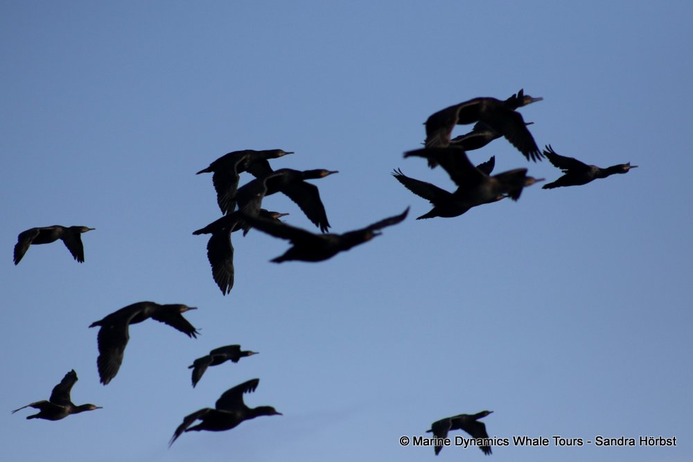 cormorant, whale watching, gansbaai, south africa,