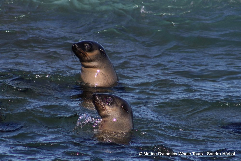 cape fur seal, whale watching, gansbaai, south africa