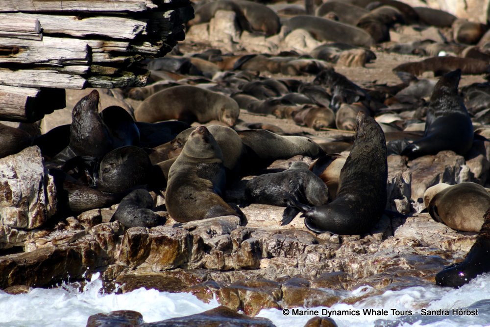 cape fur seal, whale watching, gansbaai, south africa