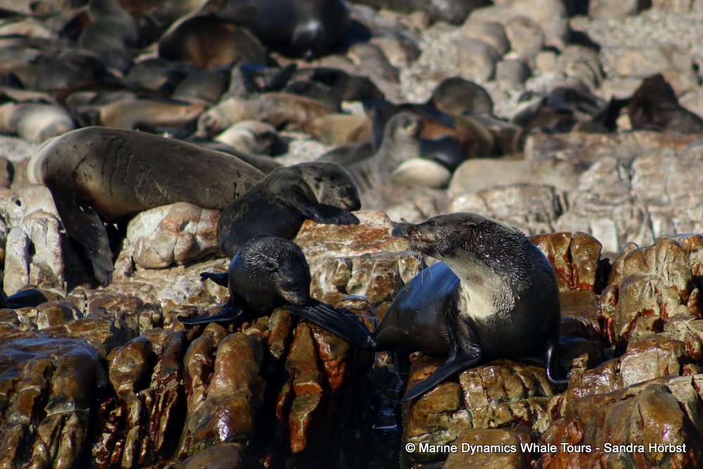 cape fur seal, whale watching, gansbaai, south africa