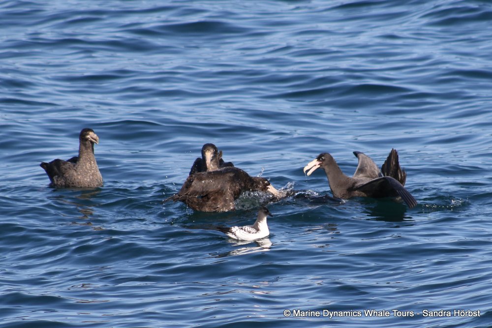 petrel, whale watching, gansbaai, south africa