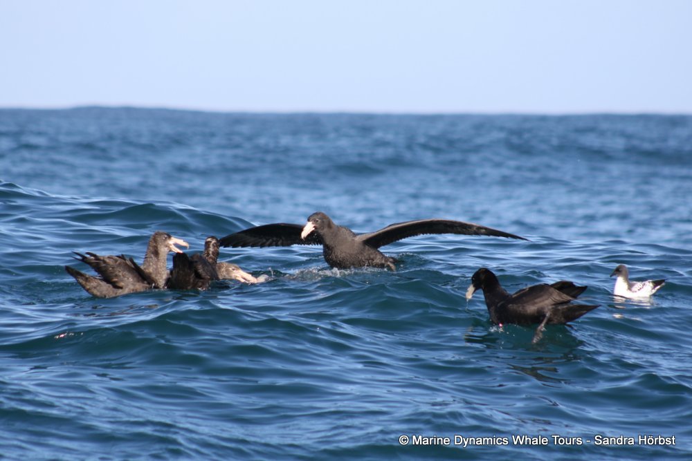 petrel, whale watching, gansbaai, south africa