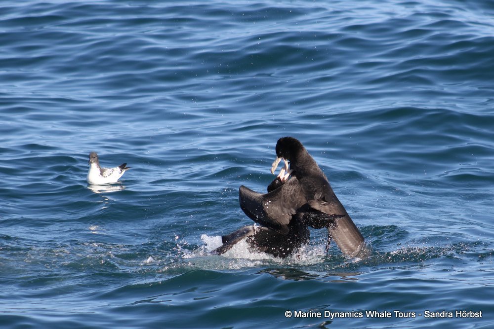 petrel, whale watching, gansbaai, south africa