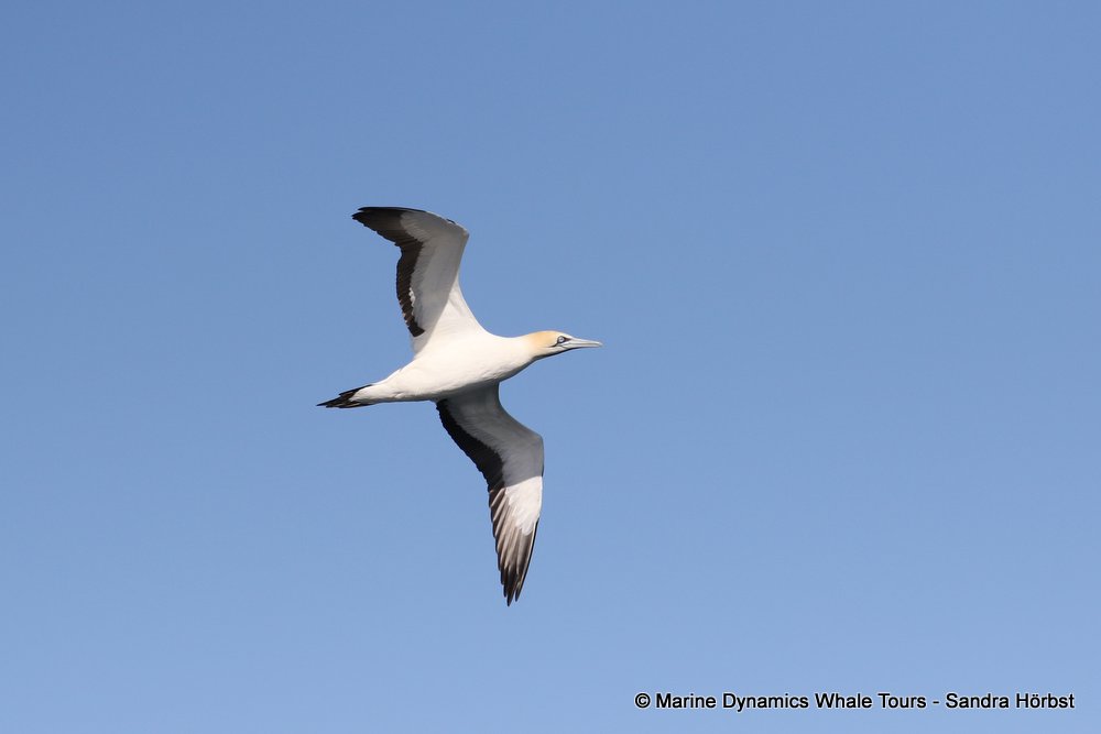 gannet,whale watching, gansbaai, south africa