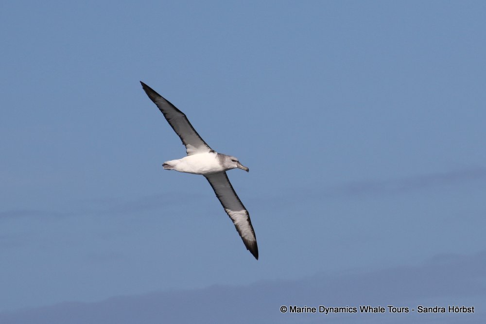 albatross, whale watching, gansbaai, south africa