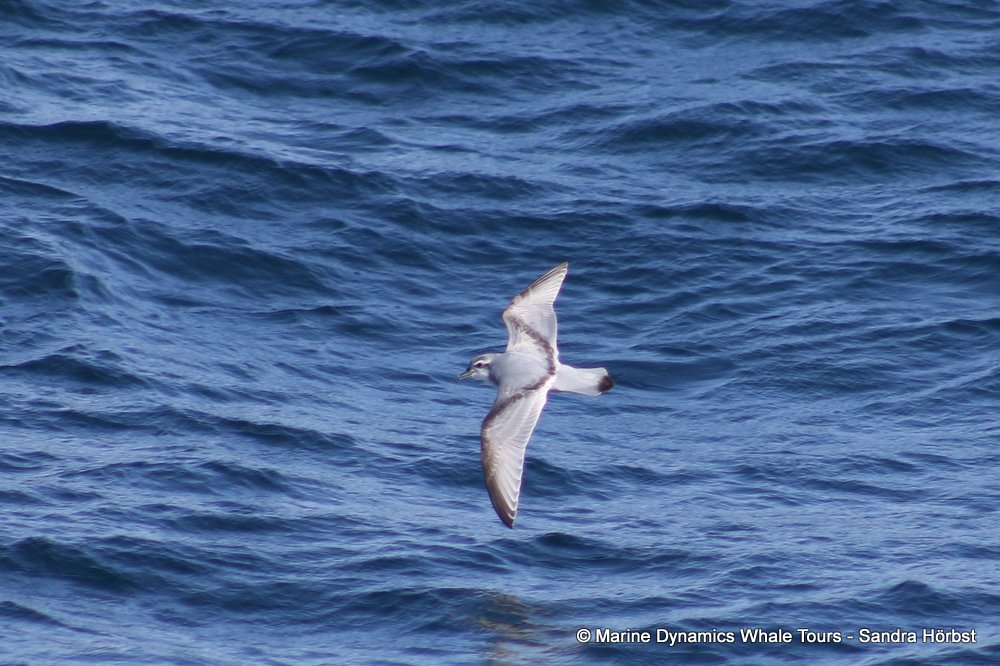 prion, whale watching, gansbaai, south africa