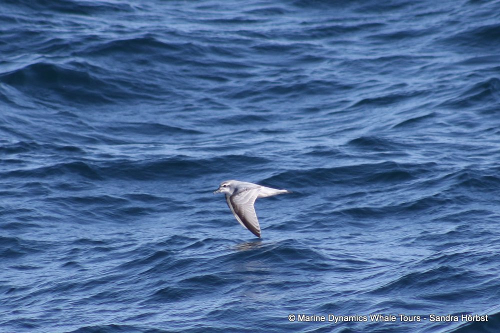prion, whale watching, gansbaai, south africa