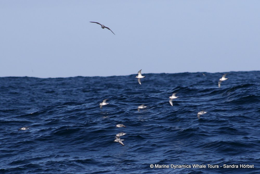prion, whale watching, gansbaai, south africa