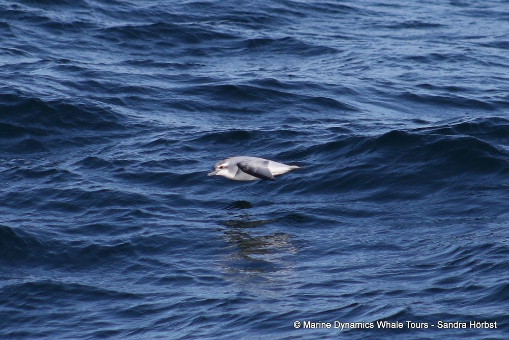 prion, whale watching, gansbaai, south africa