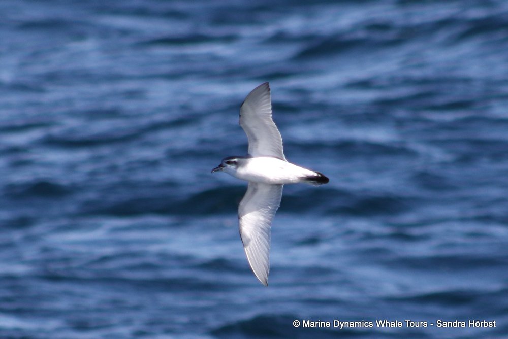 Marine big 5 Daily Blog 13 June