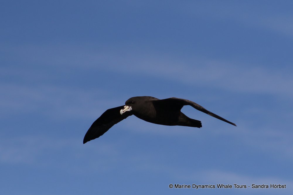 petrel, whale watching, gansbaai, south africa