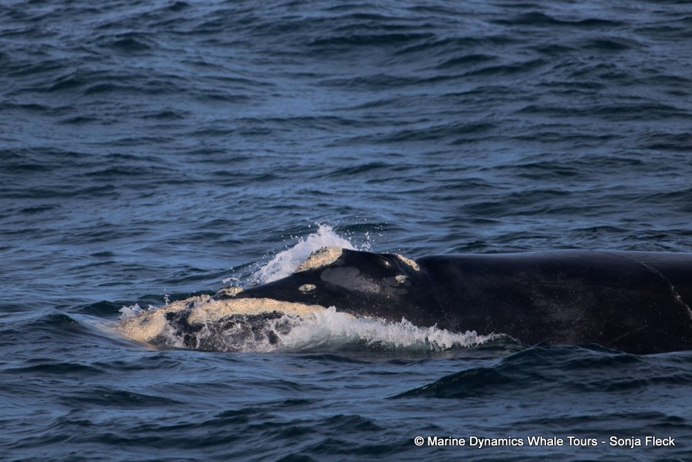 Southern right whale, whale watching, gansbaai, south africa,
