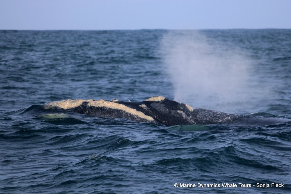 Southern right whale, whale watching, gansbaai, south africa,