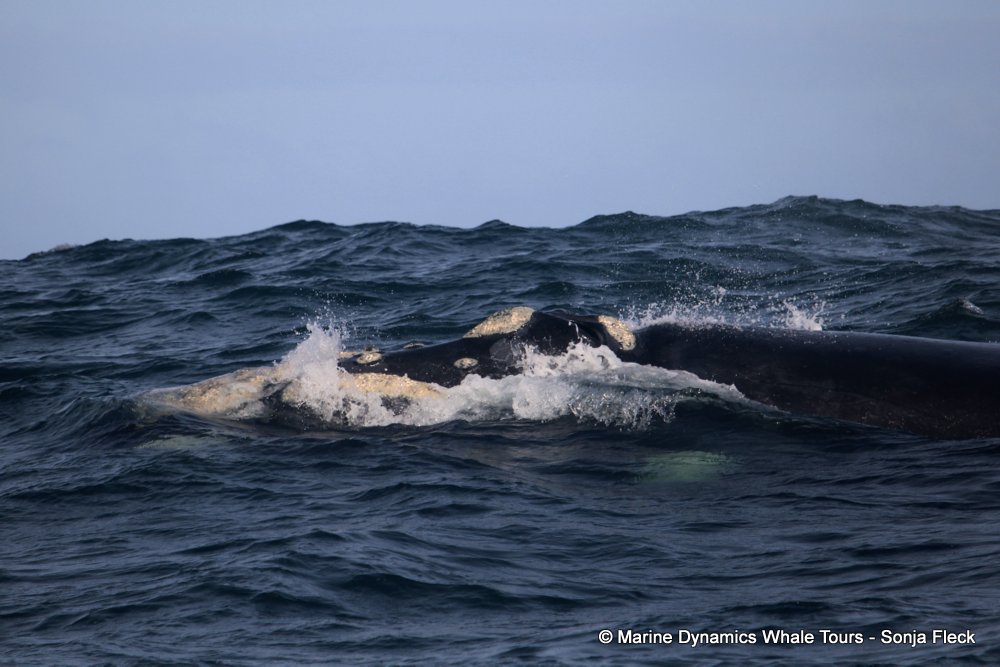 Southern right whale, whale watching, gansbaai, south africa,