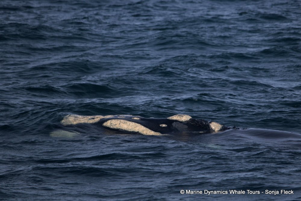 Southern right whale, whale watching, gansbaai, south africa,