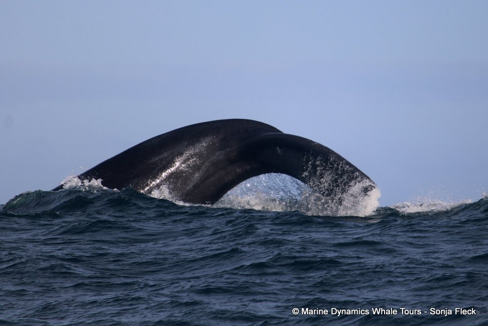 Southern right whale, whale watching, gansbaai, south africa,