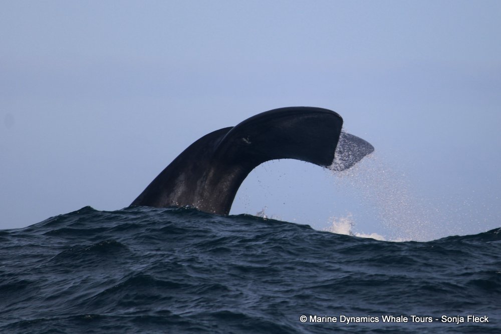 Southern right whale, whale watching, gansbaai, south africa,