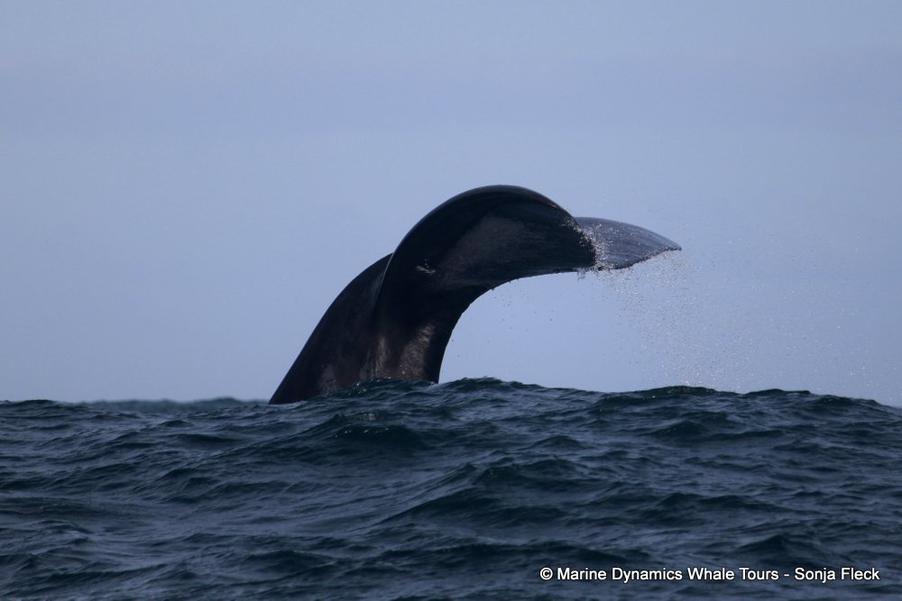 Southern right whale, whale watching, gansbaai, south africa,