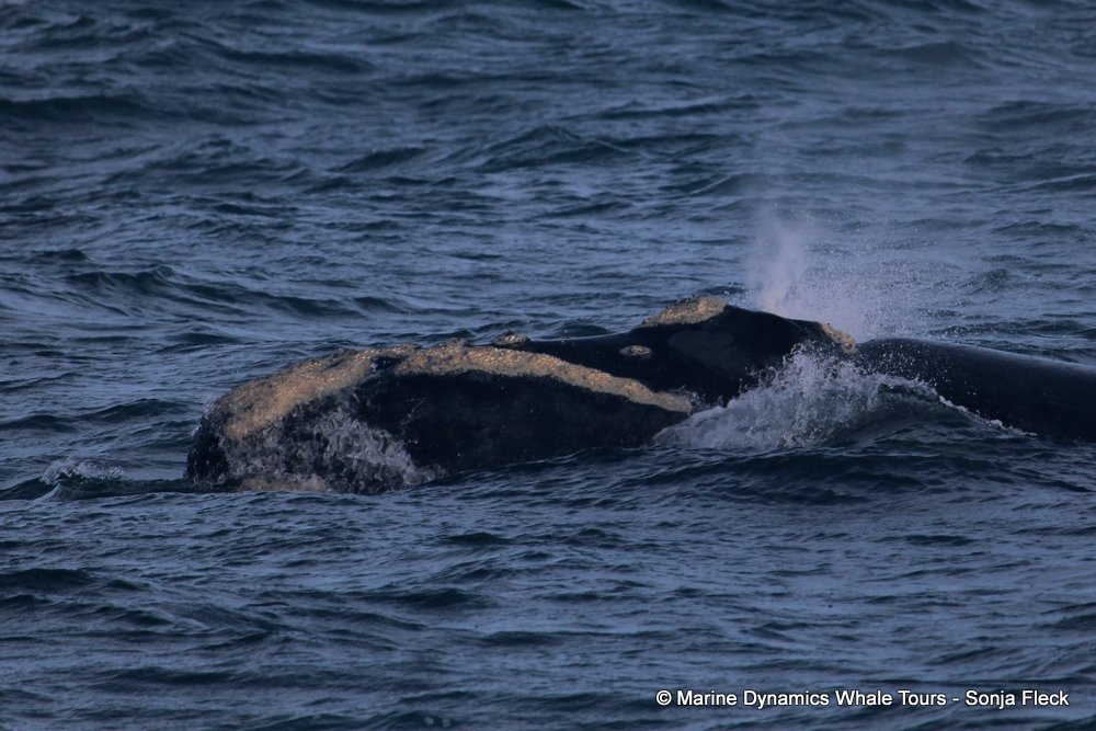 Southern right whale, whale watching, gansbaai, south africa,