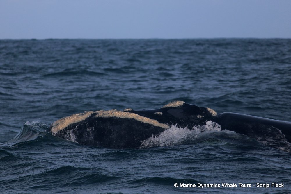 Southern right whale, whale watching, gansbaai, south africa,